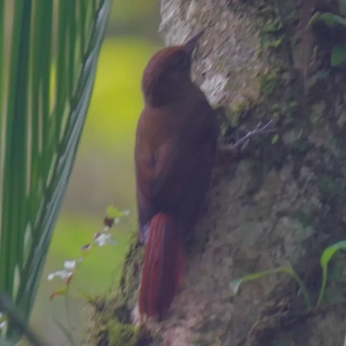 File:Dendrocincla turdina - Daniel S. Katz - 478443755.jpeg