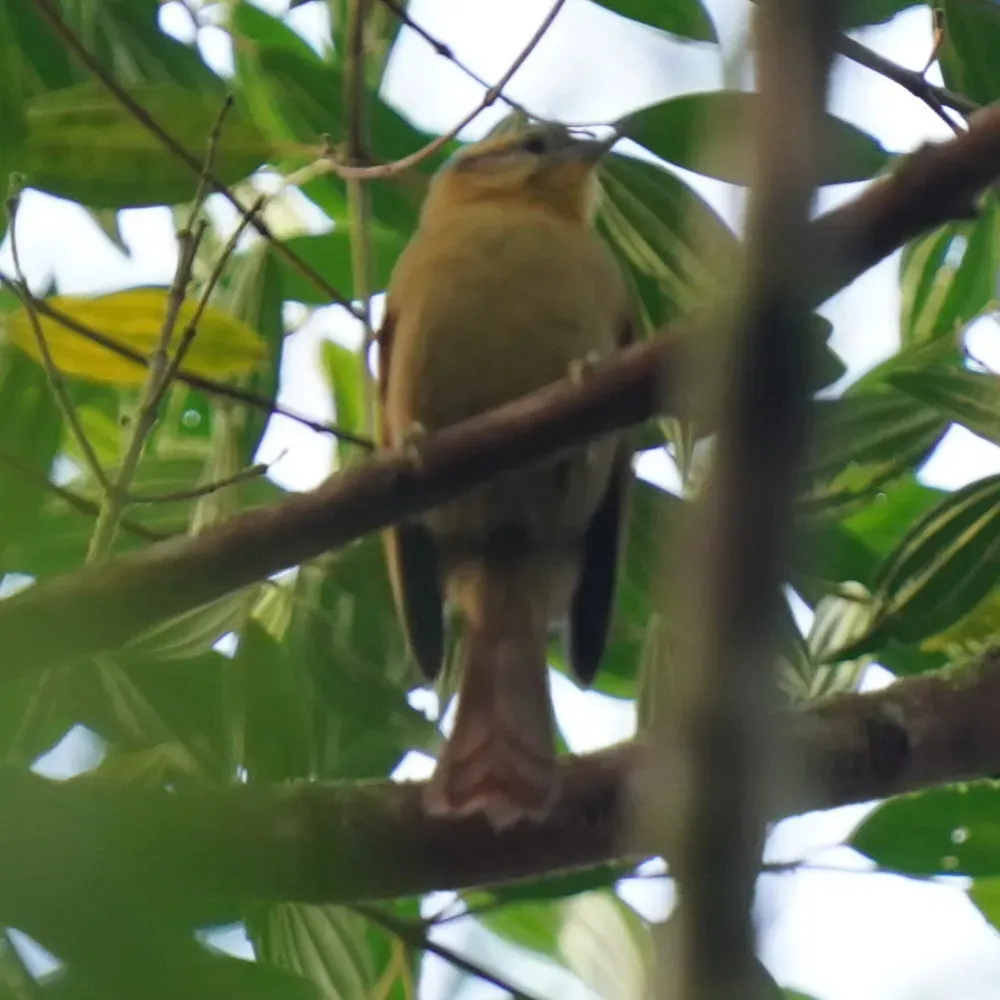 File:Dendroma rufa - Daniel S. Katz - 478441055.jpeg