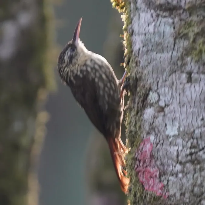 File:Xiphorhynchus fuscus - Daniel S. Katz - 478440359.jpeg