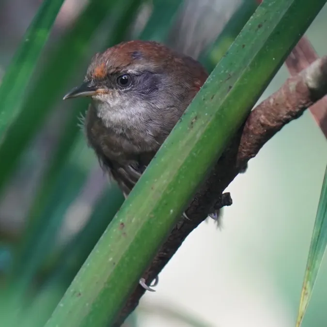 File:Synallaxis ruficapilla - Daniel S. Katz - 478438529.jpeg