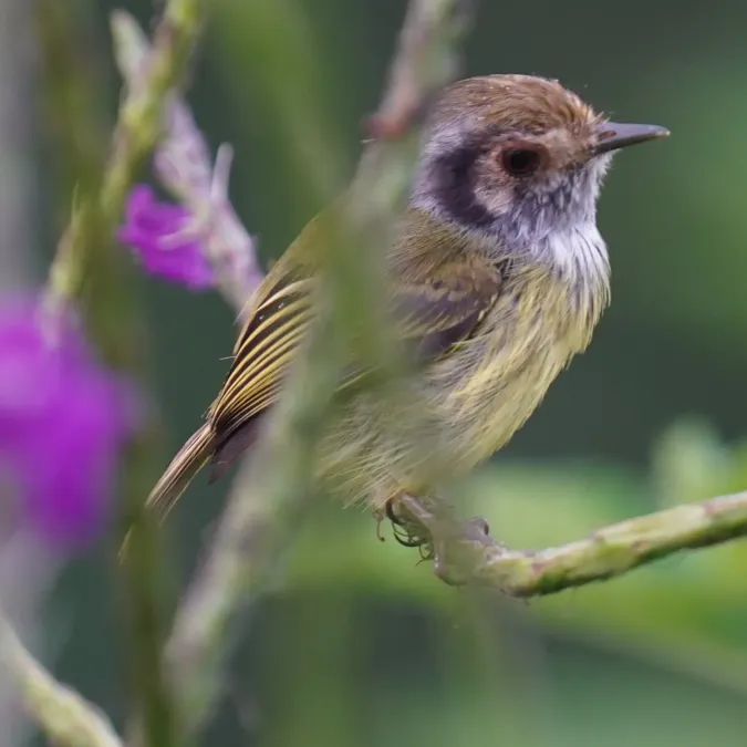 File:Myiornis auricularis - Daniel S. Katz - 478438525.jpeg