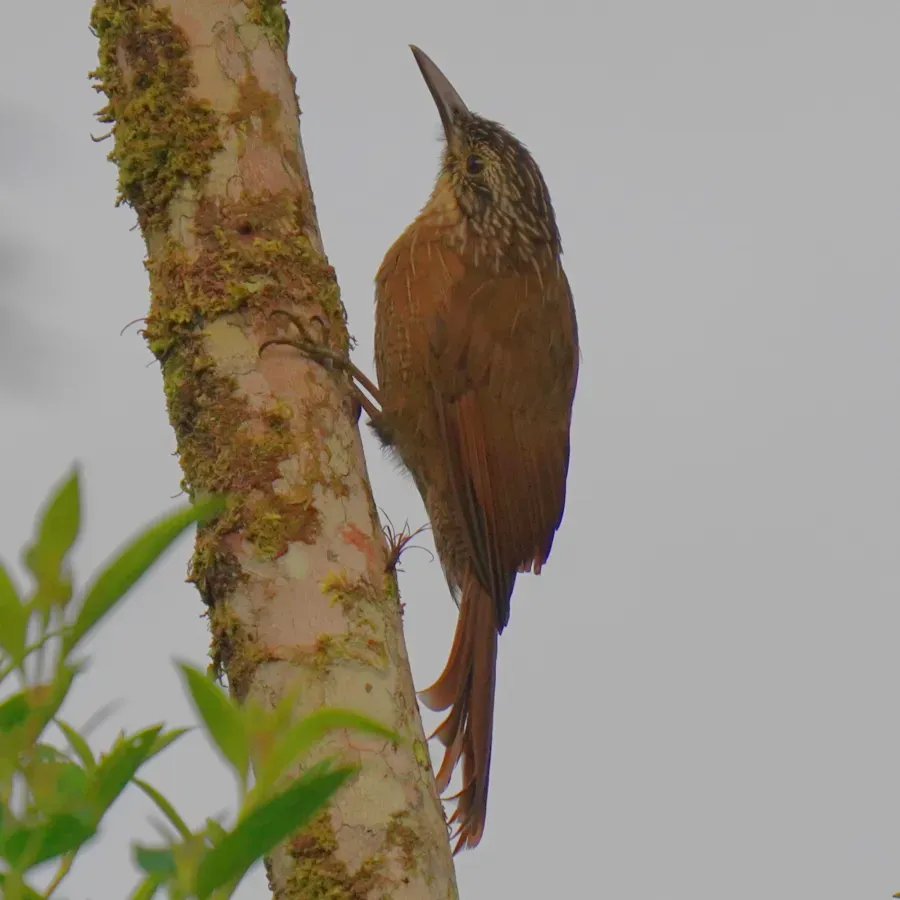 File:Dendrocolaptes platyrostris - Daniel S. Katz - 478387032.jpeg