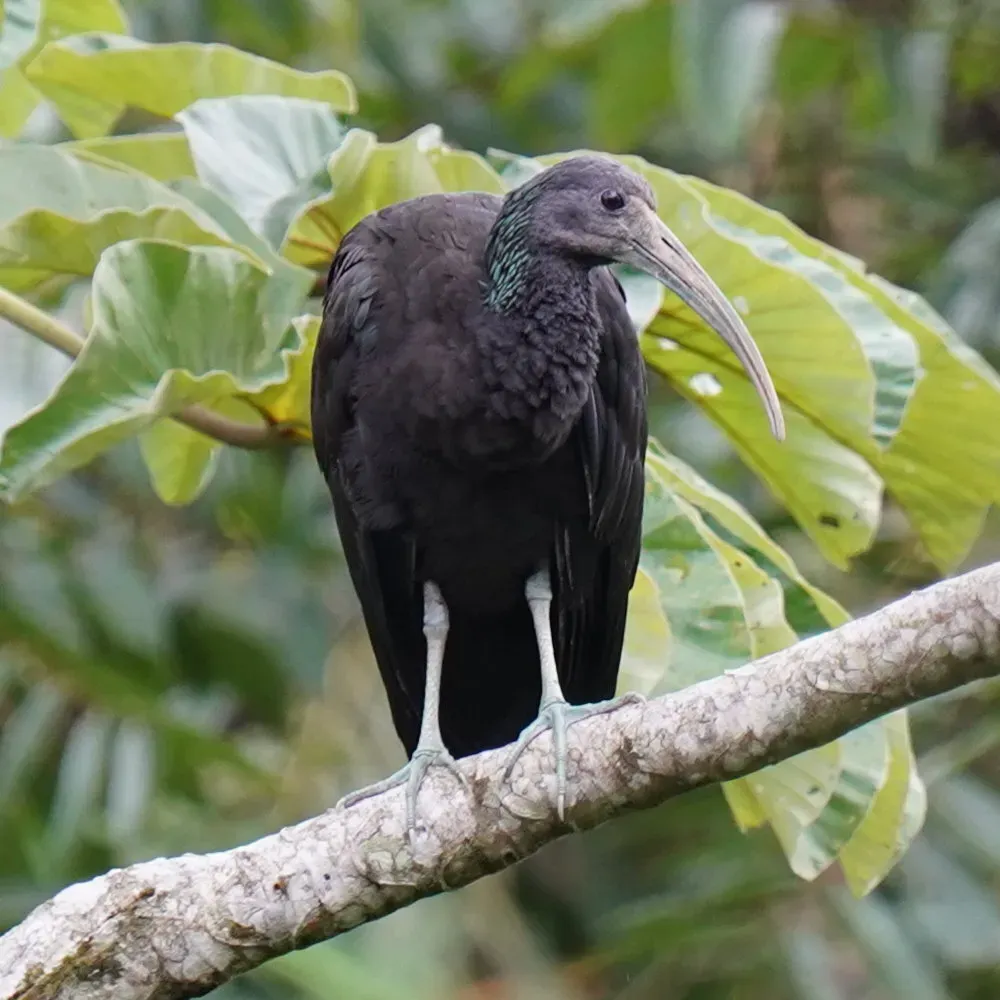 File:Mesembrinibis cayennensis - Daniel S. Katz - 478359735.jpeg