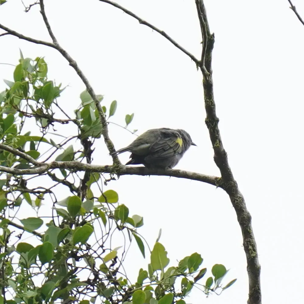 File:Thraupis ornata - Daniel S. Katz - 478357513.jpeg
