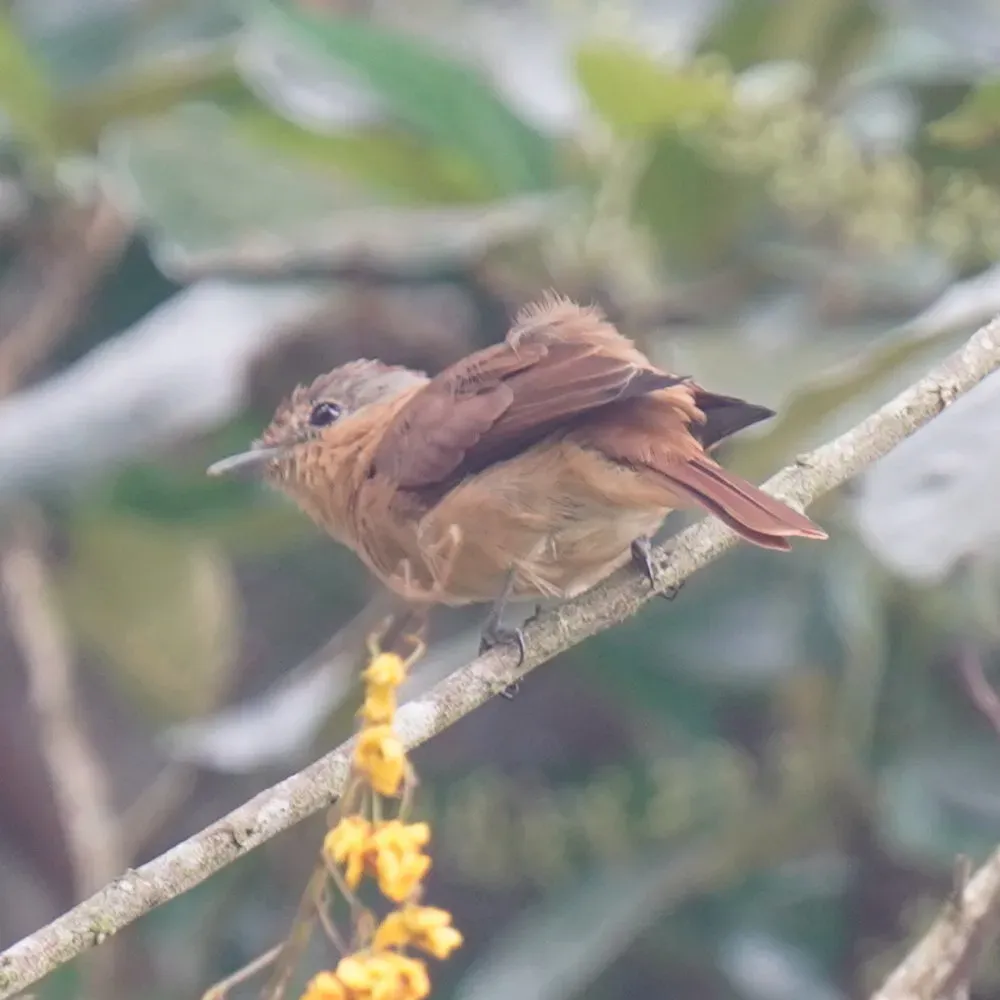 File:Pachyramphus castaneus - Daniel S. Katz - 478355369.jpeg