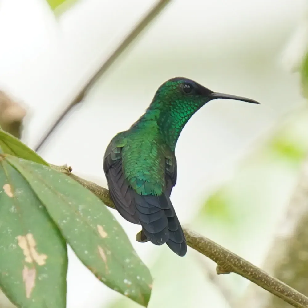 File:Thalurania glaucopis - Daniel S. Katz - 478213339.jpeg