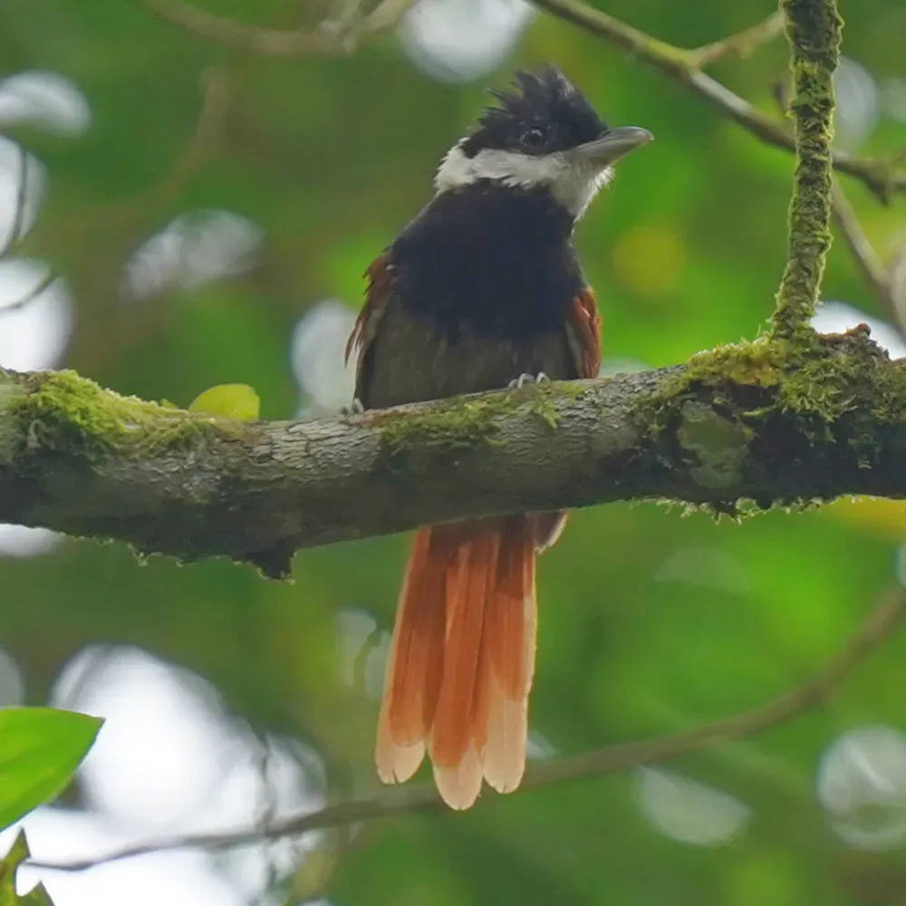 File:Biatas nigropectus - Daniel S. Katz - 478198177.jpeg