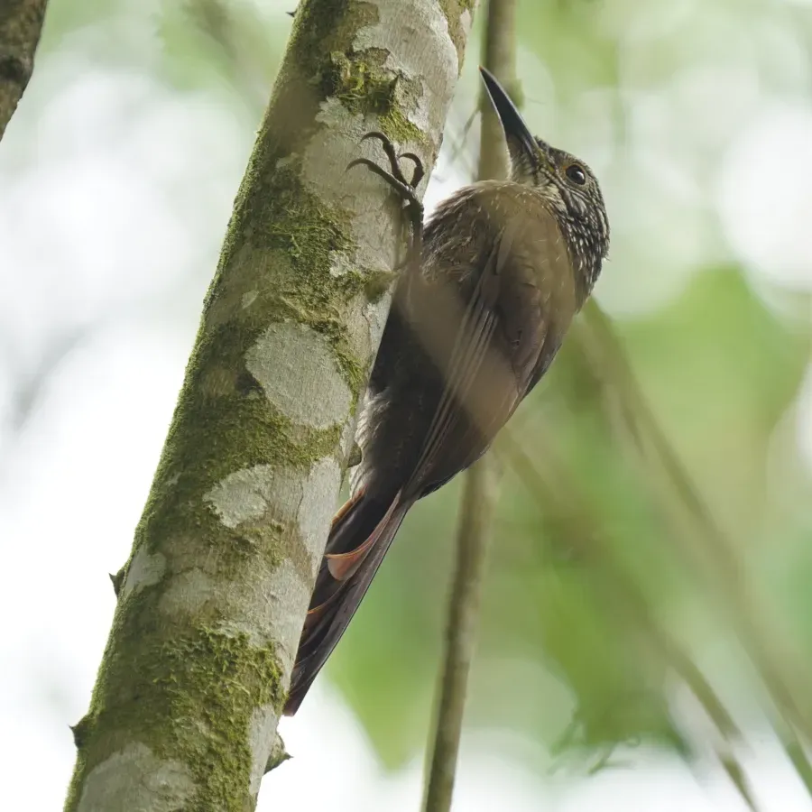 File:Dendrocolaptes platyrostris - Daniel S. Katz - 478192076.jpeg