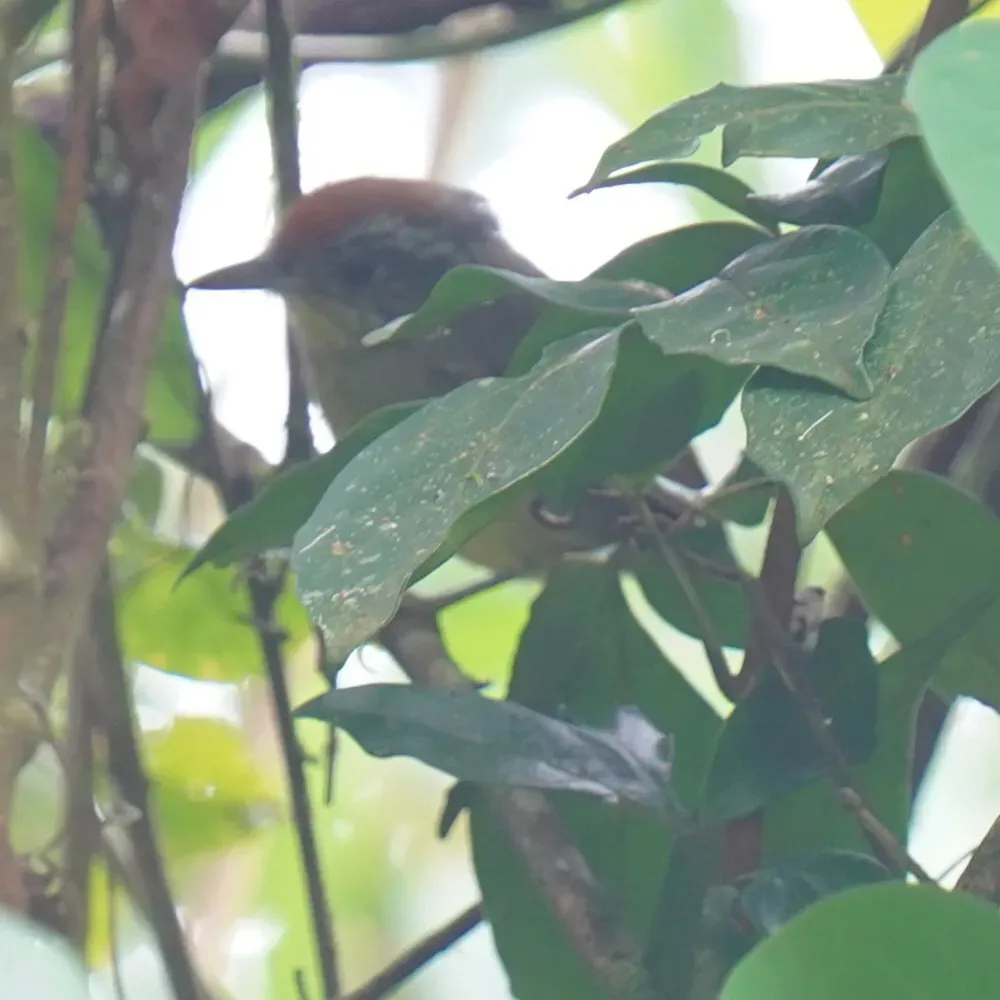 File:Hylophilus poicilotis - Daniel S. Katz - 478190273.jpeg