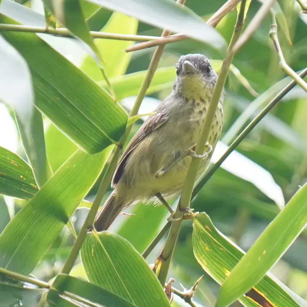 File:Dysithamnus stictothorax - Daniel S. Katz - 478190254.jpeg