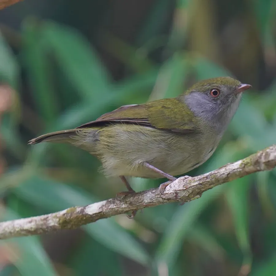 File:Ilicura militaris - Daniel S. Katz - 478184075.jpeg