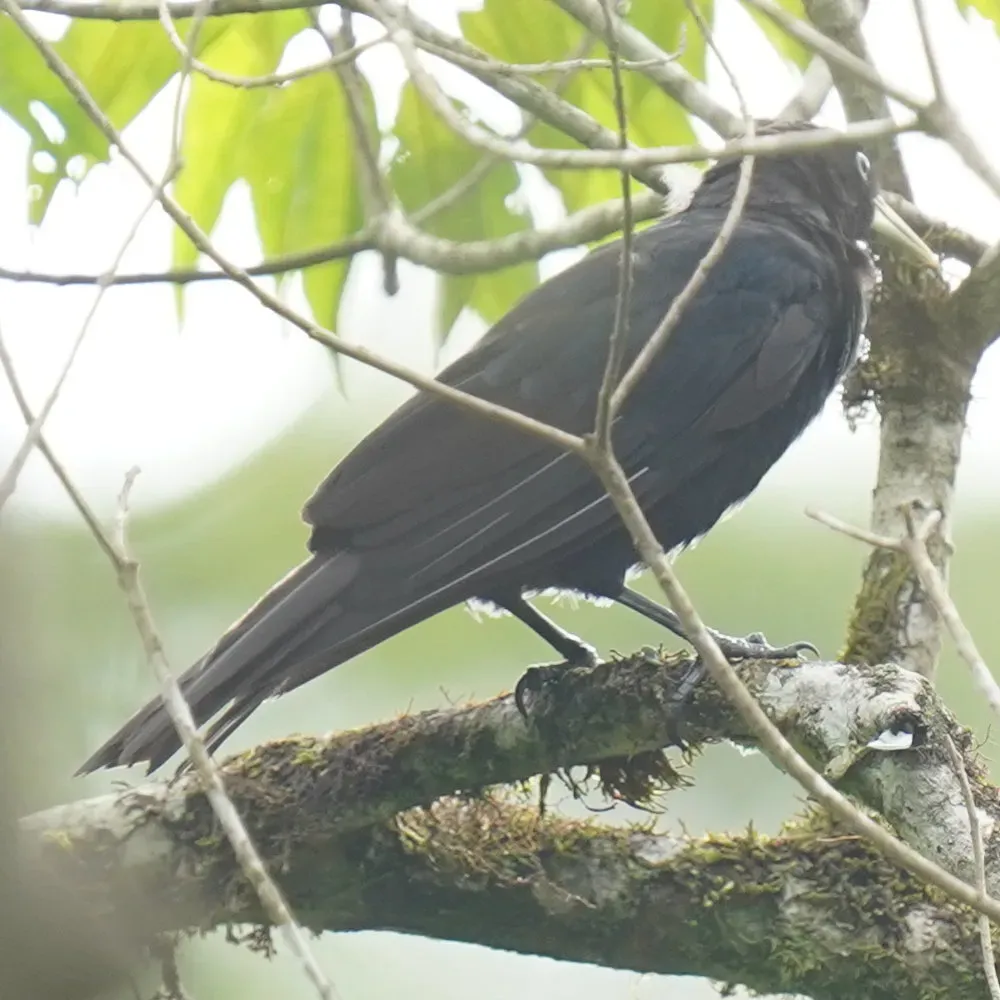 File:Cacicus haemorrhous - Daniel S. Katz - 478182167.jpeg