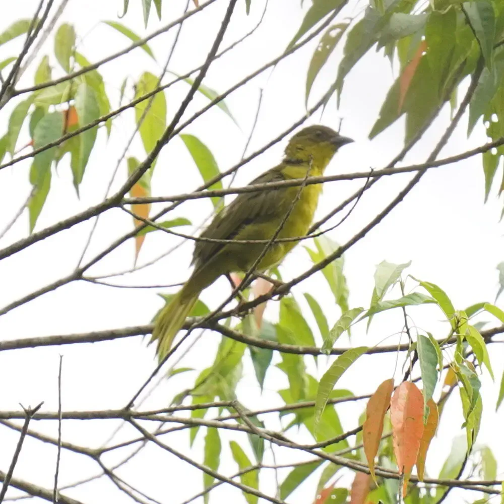 File:Orthogonys chloricterus - Daniel S. Katz - 478182161.jpeg