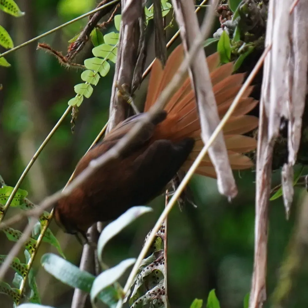 File:Philydor atricapillus - Daniel S. Katz - 478160979.jpeg