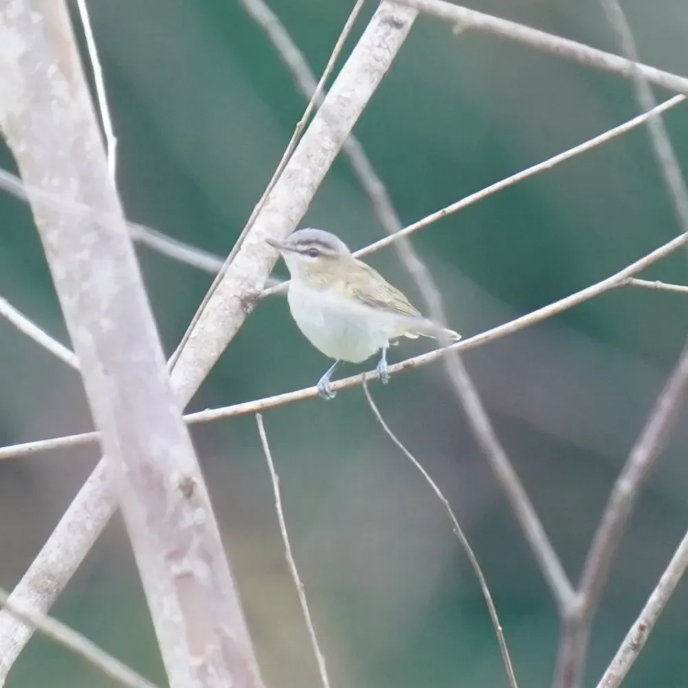 File:Vireo chivi - Daniel S. Katz - 478134754.jpeg