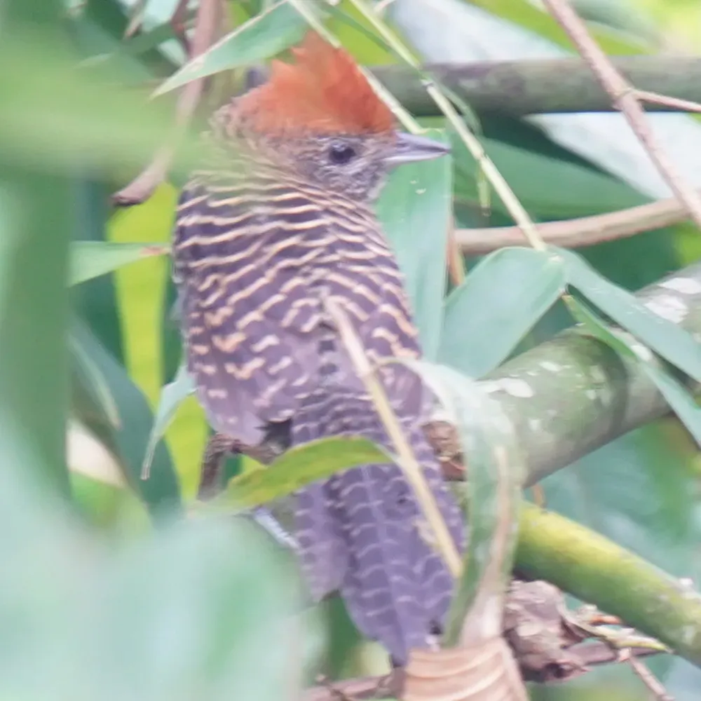 File:Mackenziaena severa - Daniel S. Katz - 478133346.jpeg