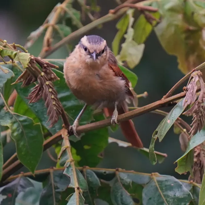 File:Dendroma rufa - Daniel S. Katz - 478123720.jpeg