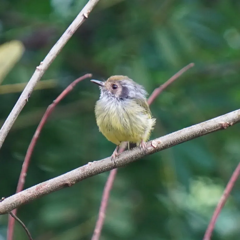 File:Myiornis auricularis - Daniel S. Katz - 478121579.jpeg