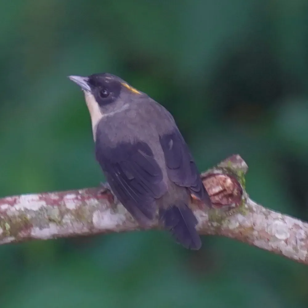 File:Trichothraupis melanops - Daniel S. Katz - 478085212.jpeg