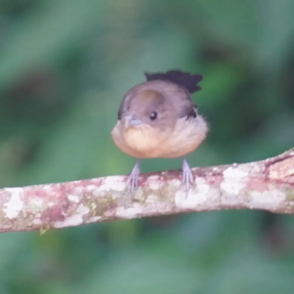 File:Trichothraupis melanops - Daniel S. Katz - 478085204.jpeg