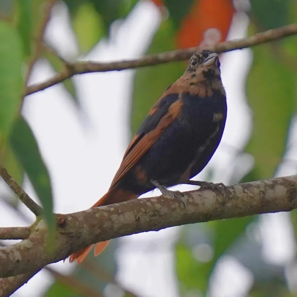 File:Tachyphonus coronatus - Daniel S. Katz - 478085205.jpeg