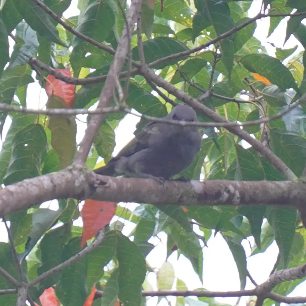 File:Thraupis ornata - Daniel S. Katz - 478072590.jpeg