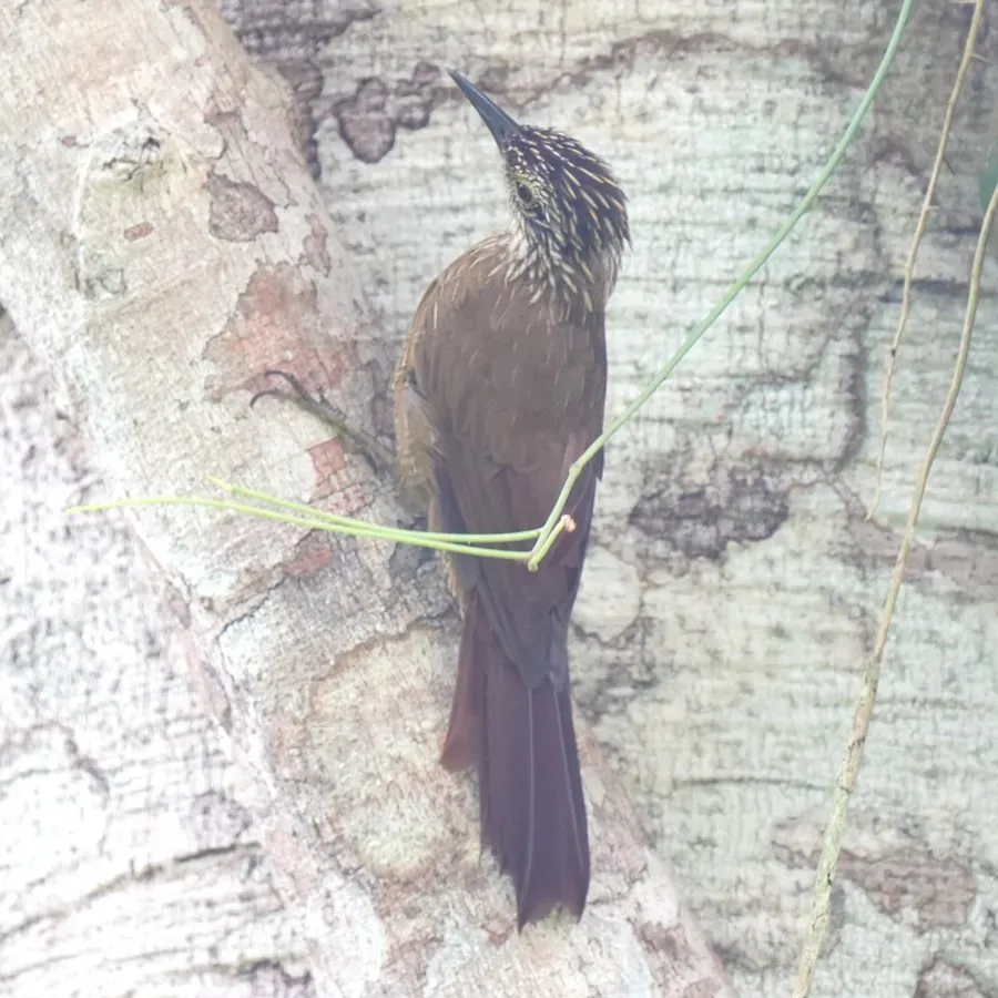 File:Dendrocolaptes platyrostris - Daniel S. Katz - 477918075.jpeg
