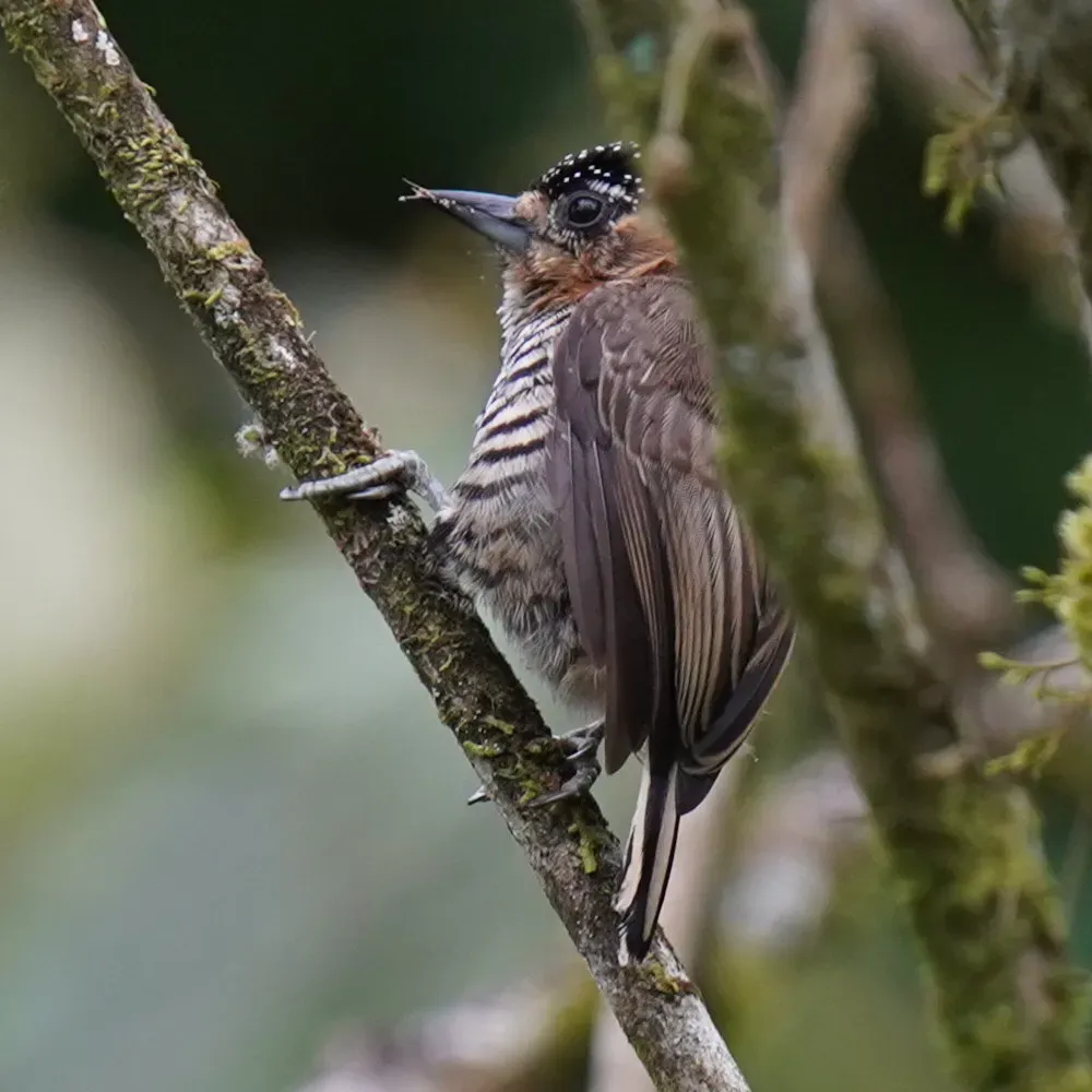 File:Picumnus temminckii - Daniel S. Katz - 477896992.jpeg