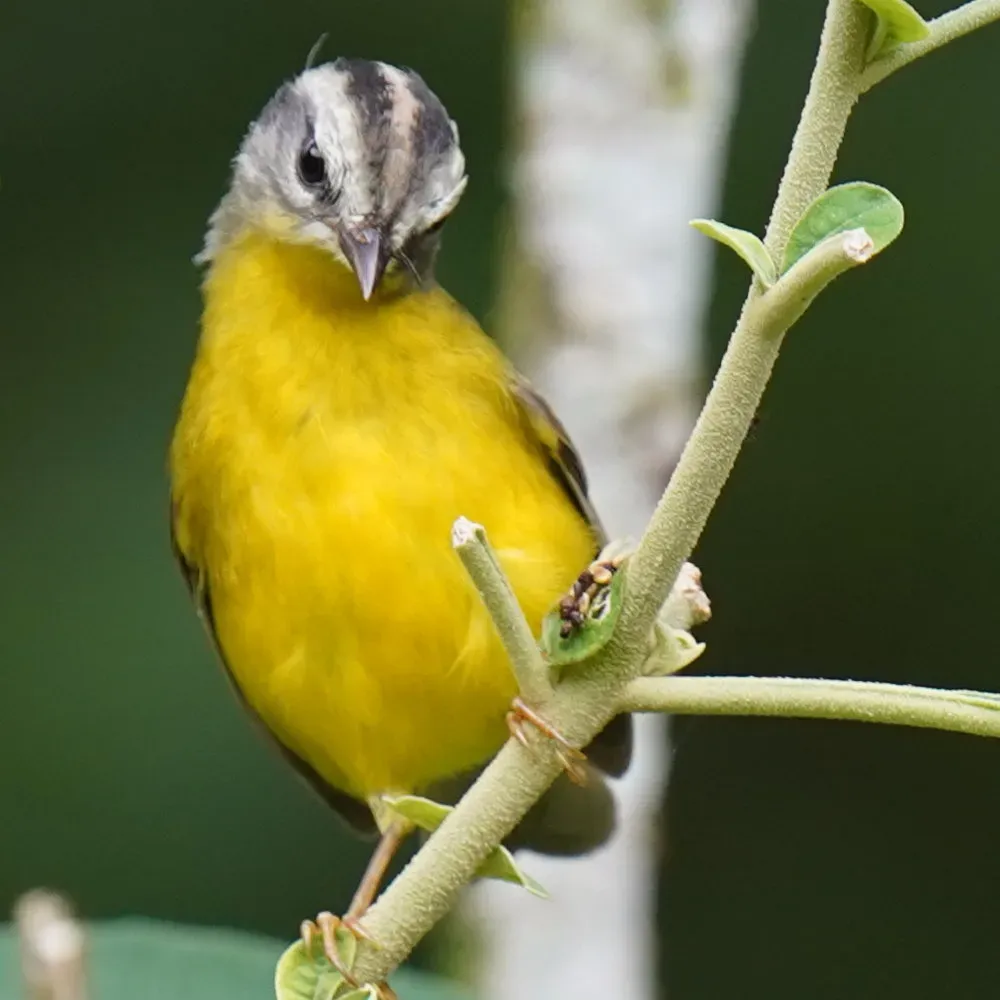 File:Basileuterus culicivorus - Daniel S. Katz - 477848786.jpeg