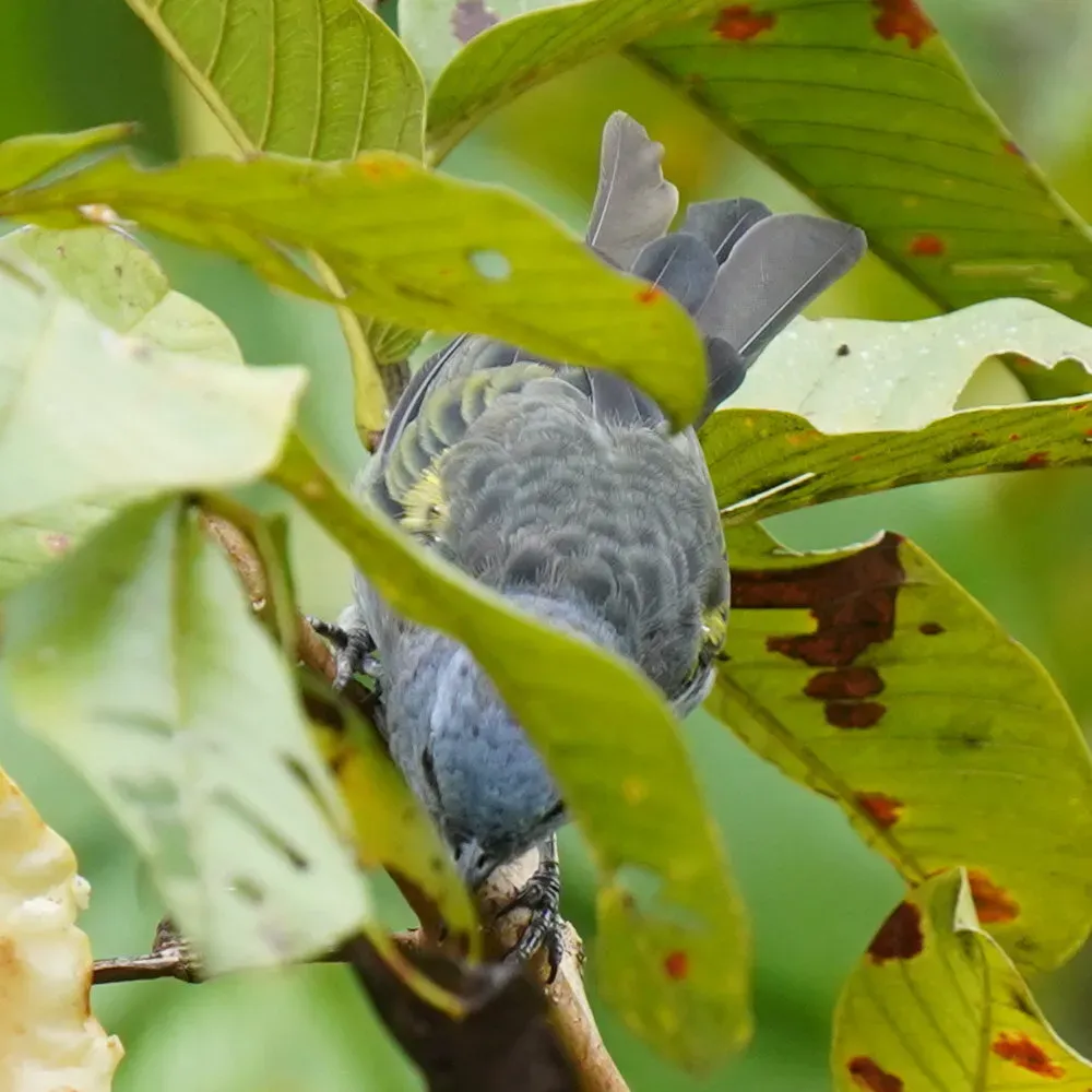File:Thraupis ornata - Daniel S. Katz - 477811404.jpeg