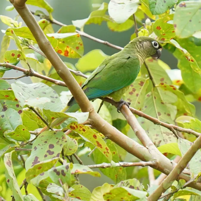 File:Pyrrhura frontalis - Daniel S. Katz - 477700789.jpeg