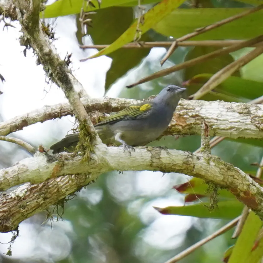 File:Thraupis ornata - Daniel S. Katz - 477699568.jpeg