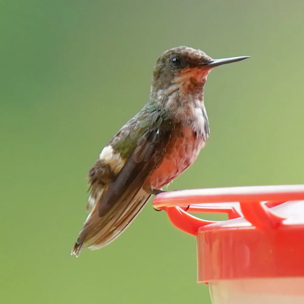 File:Lophornis chalybeus - Daniel S. Katz - 477698609.jpeg