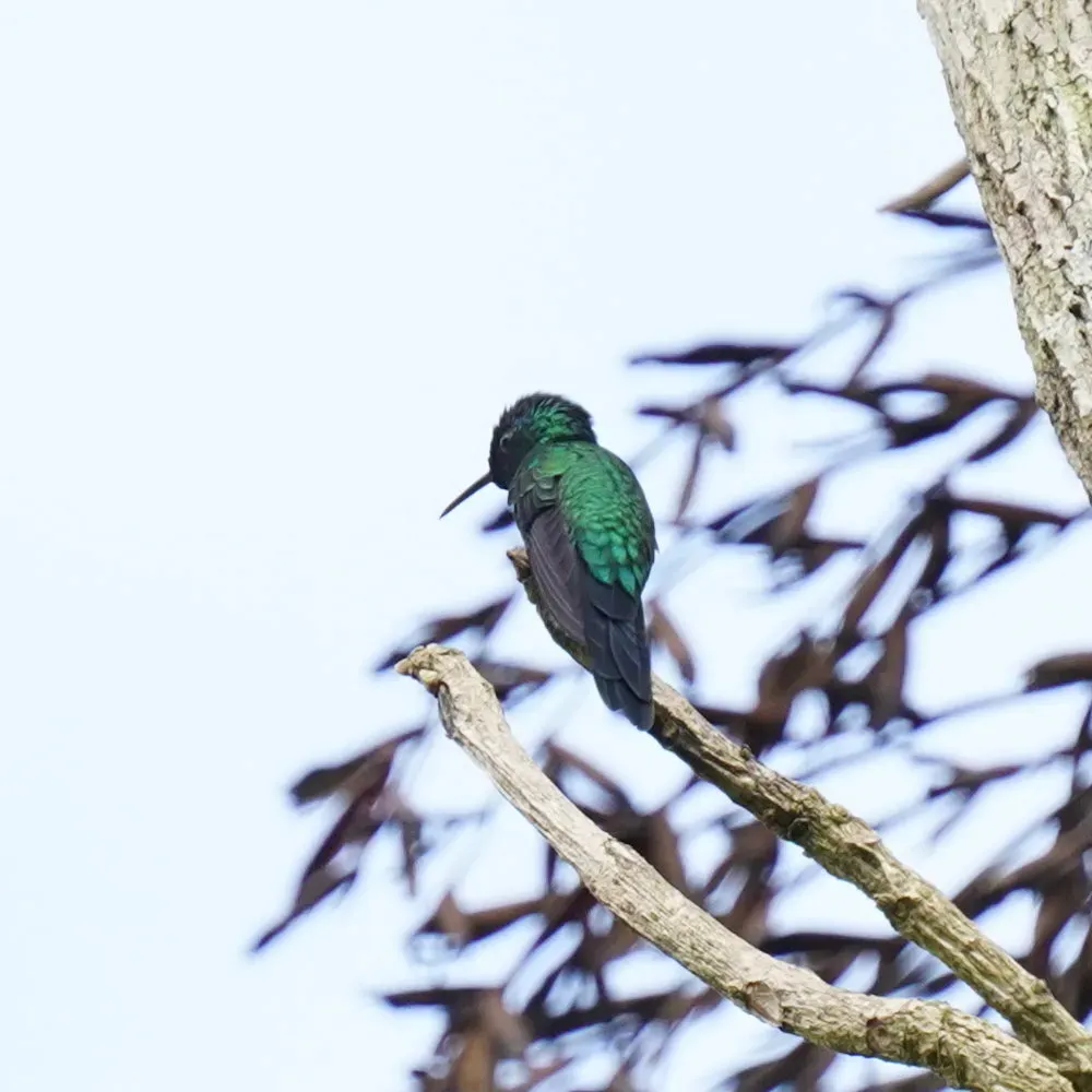 File:Thalurania glaucopis - Daniel S. Katz - 477697355.jpeg