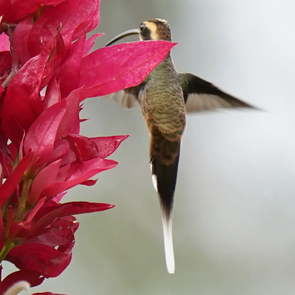 File:Phaethornis eurynome - Daniel S. Katz - 477697332.jpeg