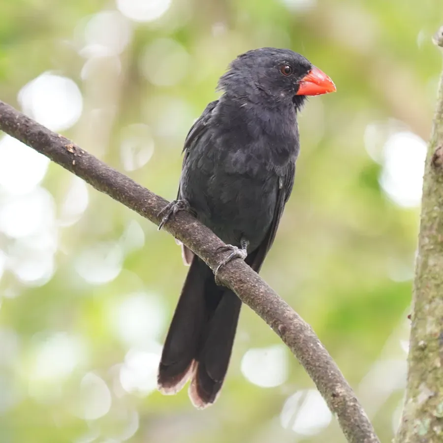 File:Saltator fuliginosus - Daniel S. Katz - 477680089.jpeg