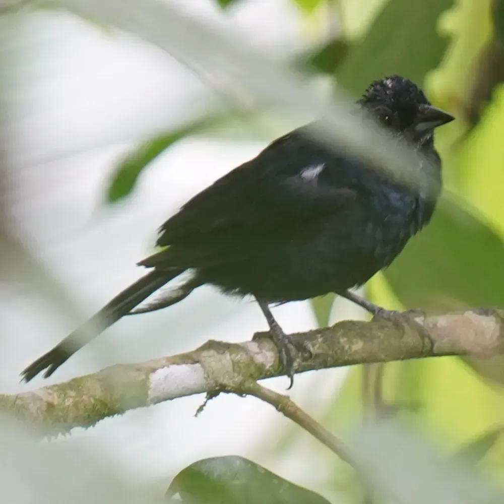 File:Tachyphonus coronatus - Daniel S. Katz - 477680073.jpeg