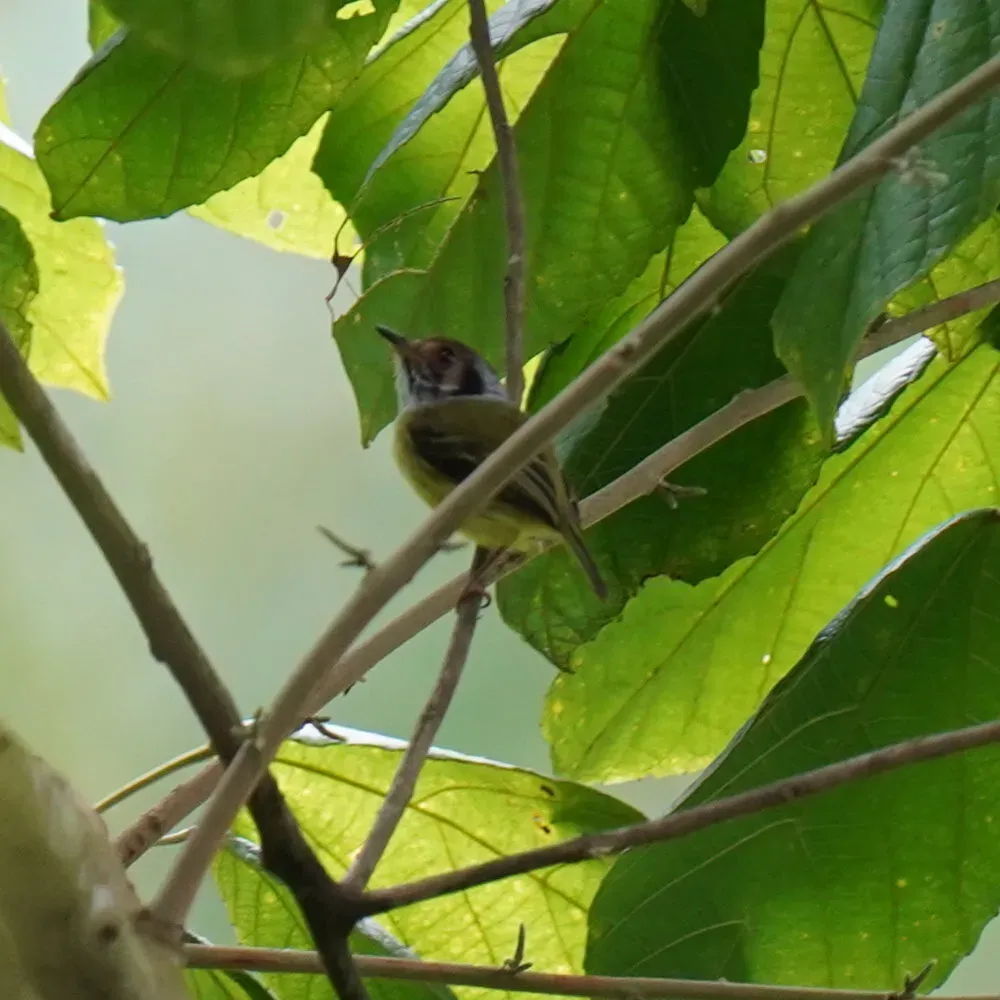 File:Myiornis auricularis - Daniel S. Katz - 477680071.jpeg