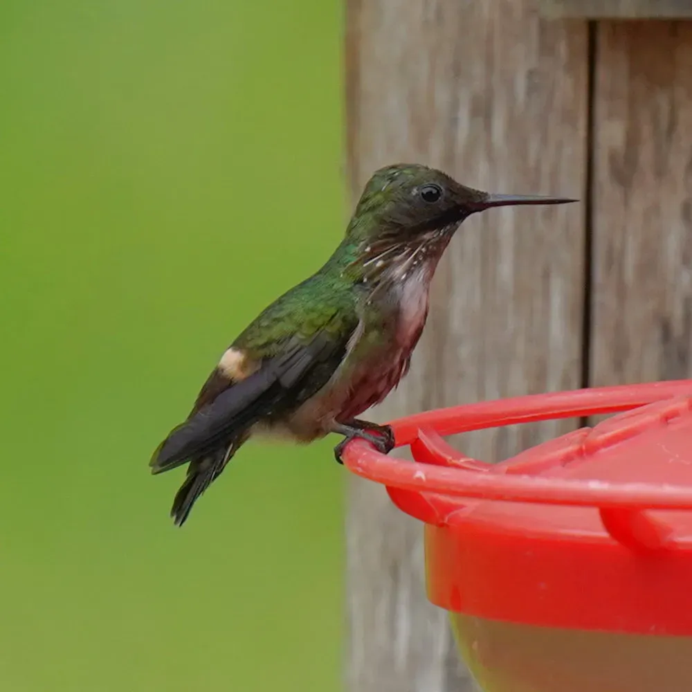 File:Lophornis chalybeus - Daniel S. Katz - 477676430.jpeg