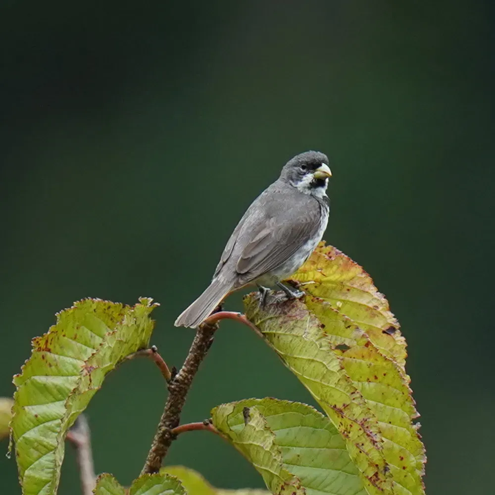 File:Sporophila caerulescens - Daniel S. Katz - 477674478.jpeg