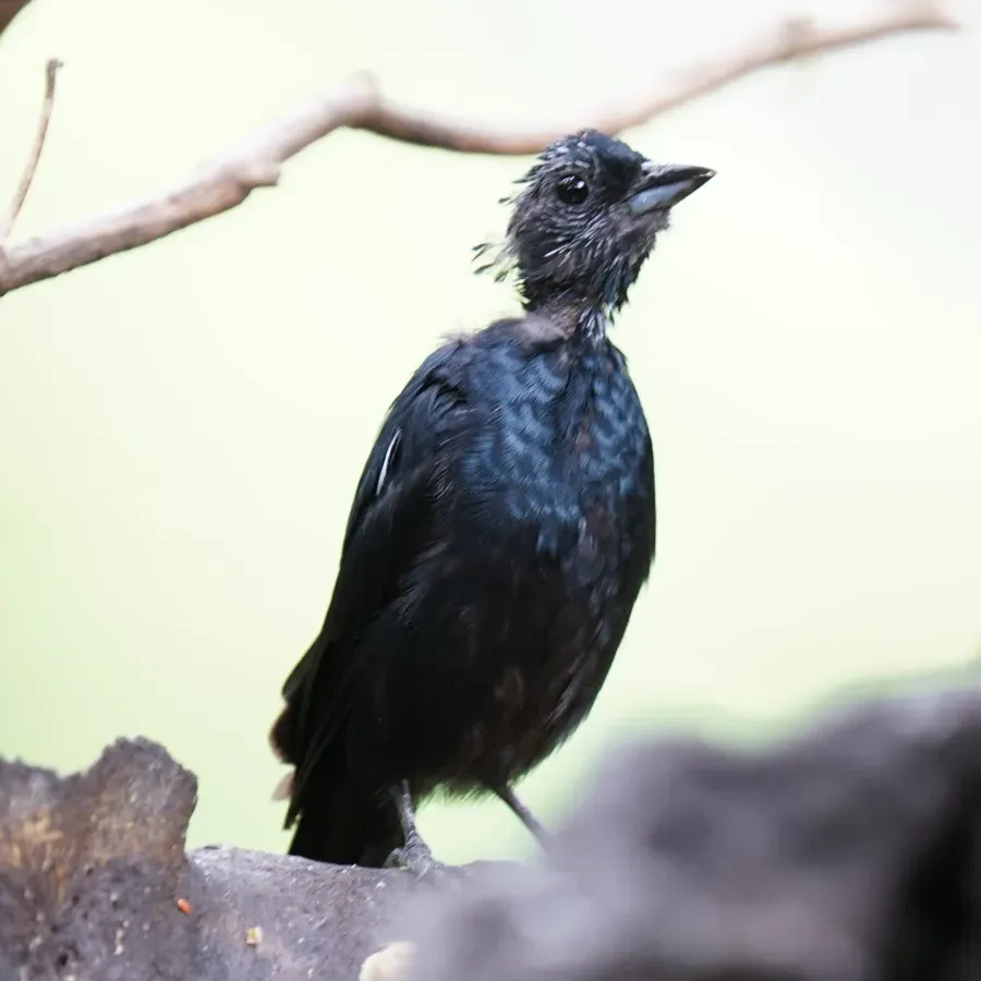 File:Tachyphonus coronatus - Daniel S. Katz - 477620975.jpeg