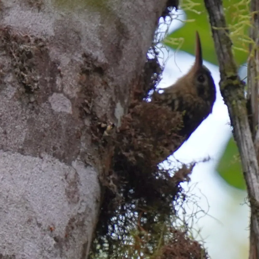 File:Xiphorhynchus fuscus - Daniel S. Katz - 477601943.jpeg