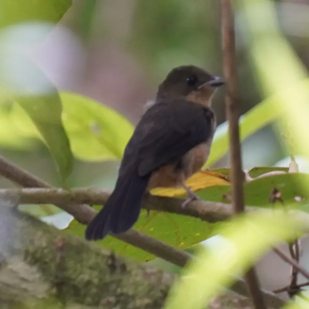 File:Trichothraupis melanops - Daniel S. Katz - 477601934.jpeg
