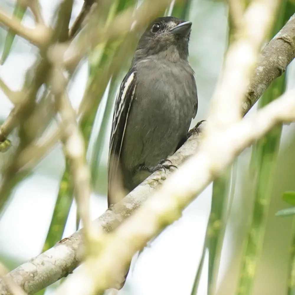 File:Pachyramphus polychopterus - Daniel S. Katz - 477596291.jpeg