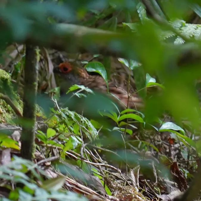 File:Odontophorus capueira - Daniel S. Katz - 477595389.jpeg