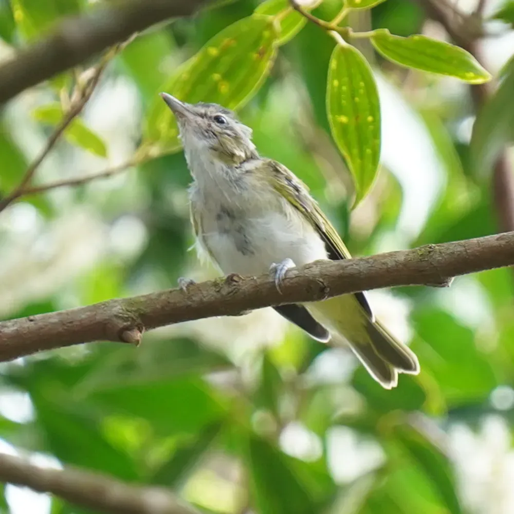 File:Vireo chivi - Daniel S. Katz - 477445986.jpeg