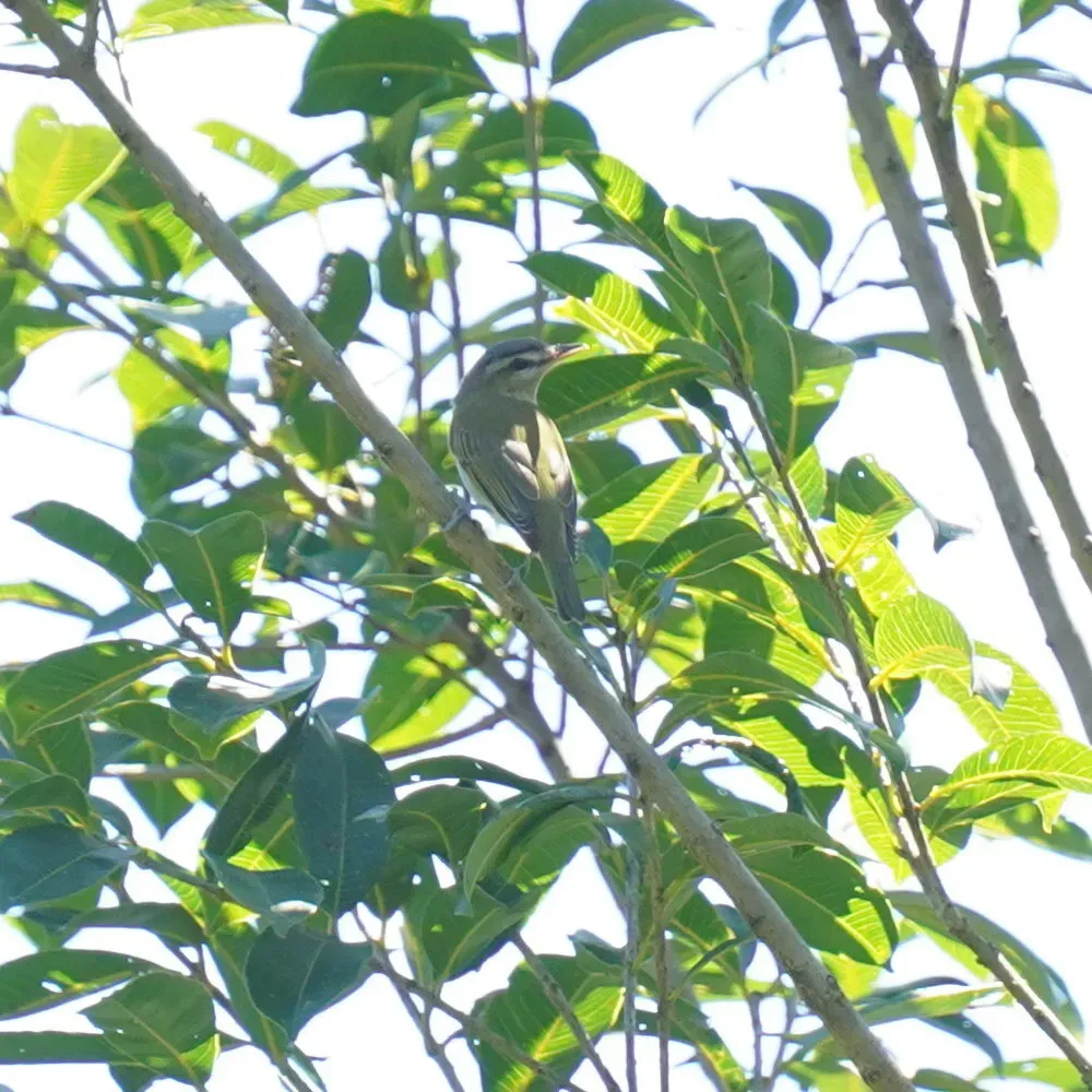 File:Vireo chivi - Daniel S. Katz - 477391348.jpeg