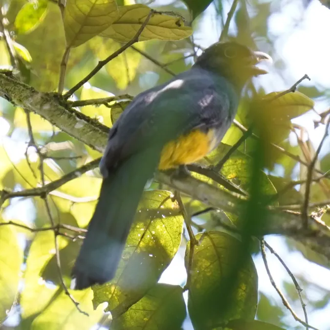 File:Trogon viridis - Daniel S. Katz - 477387863.jpeg