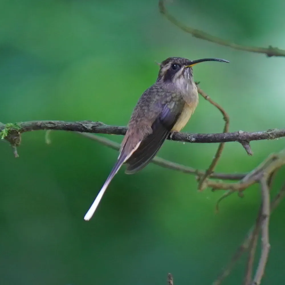 File:Phaethornis eurynome - Daniel S. Katz - 477383751.jpeg