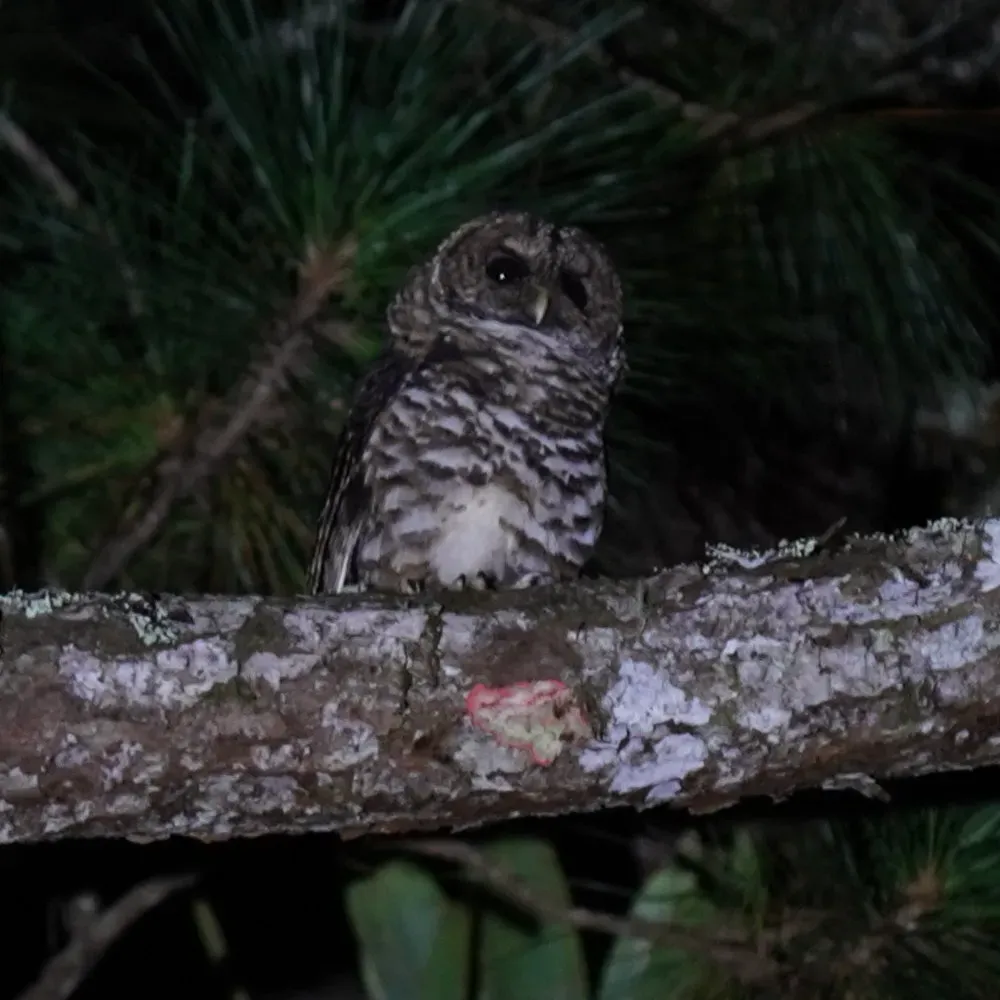 File:Strix hylophila - Daniel S. Katz - 477136838.jpeg